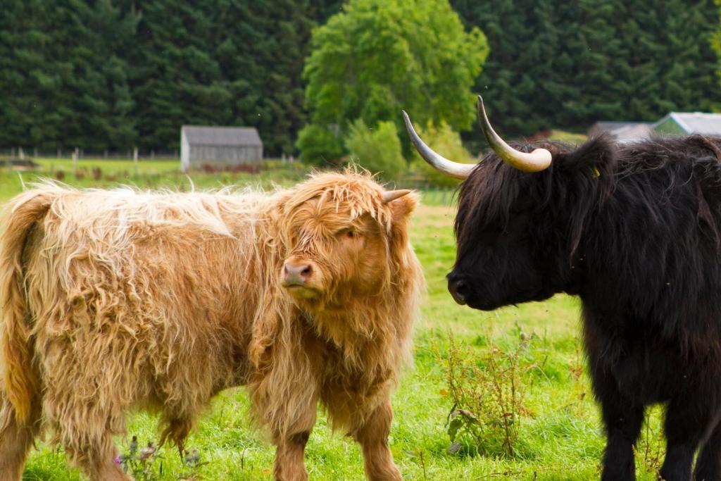 Gask House Farm Cottages Inverness Pokoj fotografie